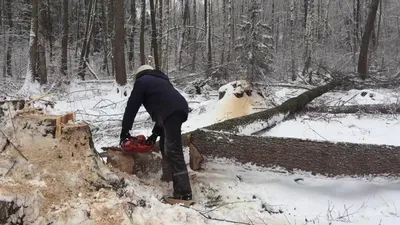 Валка деревьев в Москве и Московской области - цена услуги