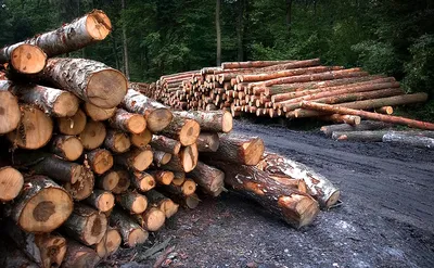 Валка леса в Порошино. Как остановить?