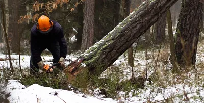 Валка леса в Перми, цена от 1572 руб.