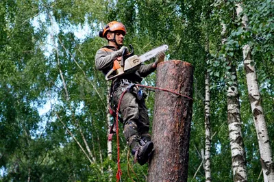 Валка деревьев в Москве и Московской области - цена услуги