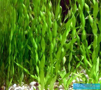 Живые аквариумные растения : Валлиснерия спиральная горшок