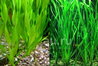 Валлиснерия спиральная (Vallisneria spiralis) | Aquarium-Style