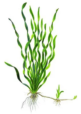 Валлиснерия спиральная (Vallisneria spiralis) - aquaponica
