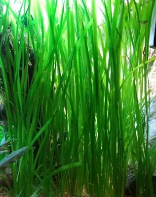 Валлиснерия прямая - 5 шт. Живое аквариумное растение — купить в  интернет-магазине по низкой цене на Яндекс Маркете