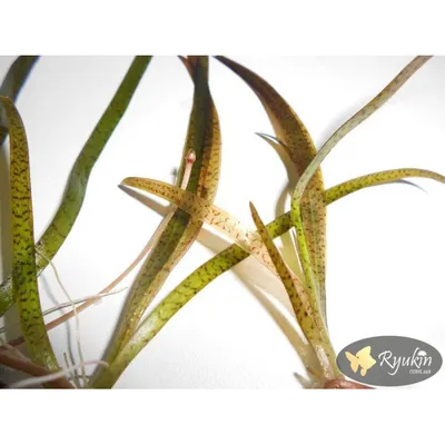 Валлиснерия спиральная (с грузом) (Vallisneria spiralis) купить по выгодной  цене в интернет-магазине EXOMENU.RU