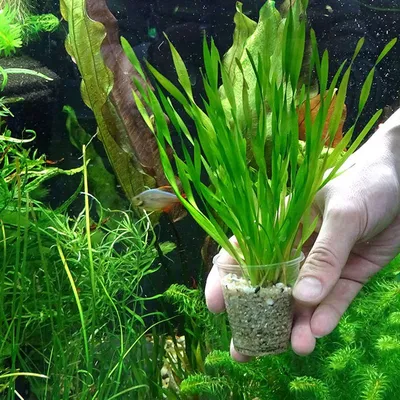 Растение Deming Элодея + Валлиснерия для аквариума, силиконовое, 18х7 см от  бренда