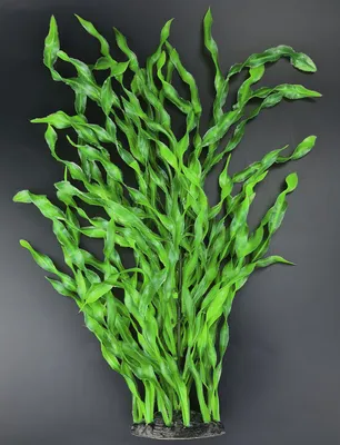 Валлиснерия карликовая - Vallisneria nana