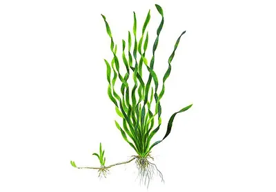 Валлиснерия спиральная - Vallisneria spiralis (корень)