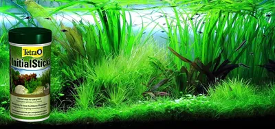 ВАЛЛИСНЕРИЯ СПИРАЛЬНАЯ растения для аквариума (1шт, длина 5-9см) - купить с  доставкой по выгодным ценам в интернет-магазине OZON (1287077351)