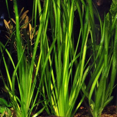Валлиснерия спиральная (Vallisneria spiralis) | Aquarium-Style