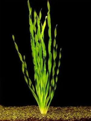 Валлиснерия спиральная (Vallisneria spiralis) 5 метелок магазине ammania.ru  - Доставка Почтой России