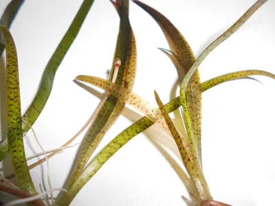 Аквариумные растения Валлиснерия спиральная (Vallisneria spiralis) - « Валлиснерия. Неприметная веселая травка, с сильным характером.» | отзывы