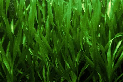 Отзыв о Растение искусственное Penn-Plax \"Валлиснерия Спиральная\" |  Реалистичная иммитация живого растения;есть груз для удерживания растения  под водой;слабо обрастает водорослями