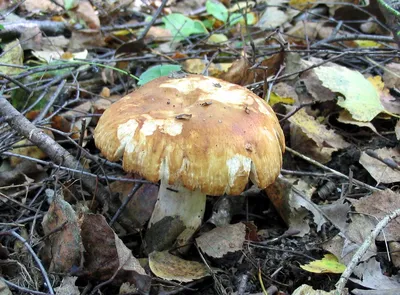 Валуй (Russula foetens) – Грибы Сибири