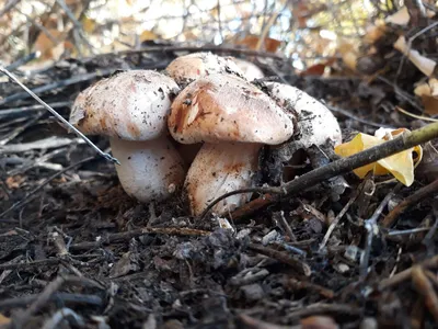 Вячеслав Степанов: Грибы Калужской области - Ложный валуй (Hebeloma  crustuliniforme)