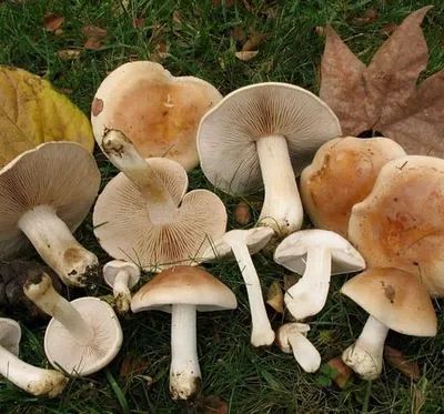 Валуй, Russula foetens - Грибы Средней Полосы