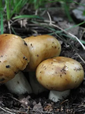 Валуй (Russula foetens) – Грибы Сибири [Вложение: 21522]