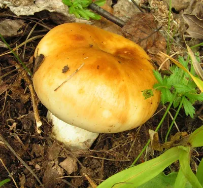 Грибы (Russula foetens) валуй - «Гриб не из простых в плане приготовления.  Зачем его\"топить\" и что делать после? Всё расскажу. » | отзывы