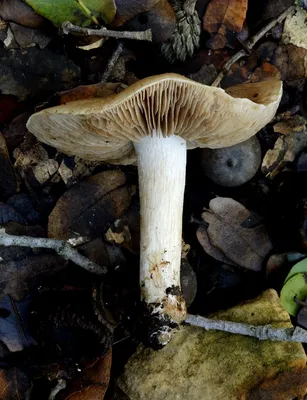 Валуй (Russula foetens)