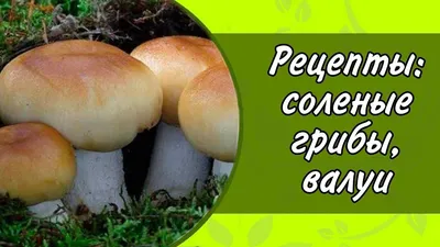 Валуй. Рецепты приготовления - Страница 13 - Как готовить этот гриб? 1000 и  один грибной вкус - Грибы средней полосы