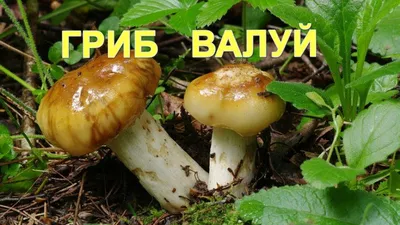 Валуй (Russula foetens) - YouTube