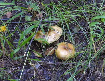 Гриб Валуй Russula Foetens - YouTube