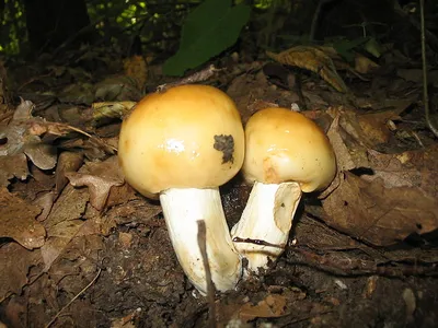 Валуй (Russula foetens) фото и описание