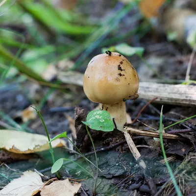 Купить Мицелий Валуя / Бычок (Russula foetens), 120 г