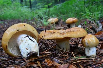 ВАЛУЙ (Russula foetens) | ВКонтакте