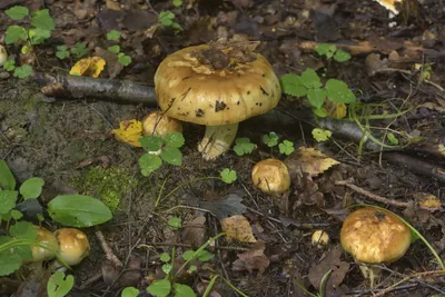 Валуй ложный, или хреновый гриб (Hebeloma crustuliniforme)