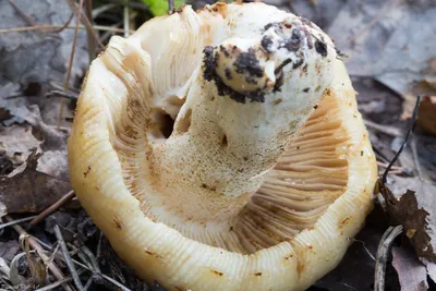 Валуй - Russula foetens - Грибы Уломы Железной