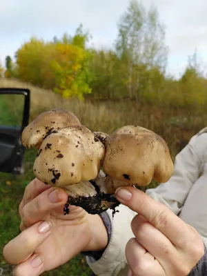 Валуй (Russula foetens) - грибы России