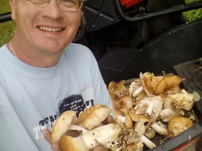 Валуй (Russula foetens) - Picture Mushroom