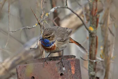 Яркая птица, варакушка поет лес песни весной Стоковое Фото - изображение  насчитывающей весна, предохранение: 108285106