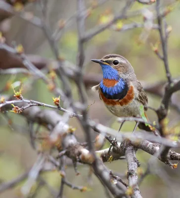 Фотогалерея - Птицы (Aves) - Варакушка (Luscinia svecica) - Природа  Республики Мордовия