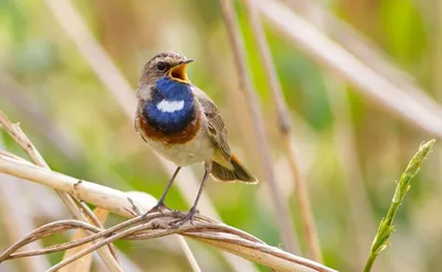 Варакушка Luscinia svecica Bluethroat