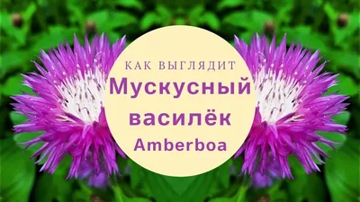 Васильки однолетние НК-Русский огород 702252-2 - купить по выгодным ценам в  интернет-магазине OZON (1152433560)