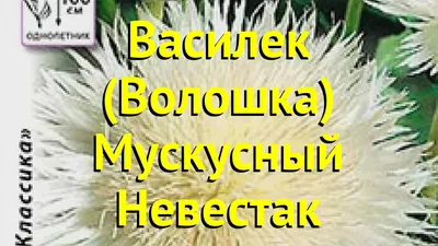 Купить Василек Императорская Смесь мускусный (Семена алтая) с доставкой  почтой по России