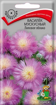 Василек не так однозначен: нашла для посадки 3 вида - обычный, многолетний  и амбербоа | уДачный выбор | Дзен