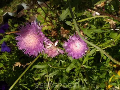 Василёк мускусный (Centaurea Moschata)