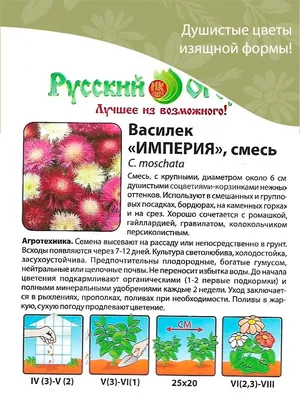 Василек посевной /Centaurea cyanus - «Самые красивые сорта василька  посевного. Символ удачи. Уход и агротехника. » | отзывы