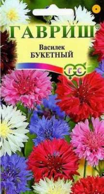 🌱 Василек (Волошка) подбеленный по цене от 250 руб: саженцы, рассада -  купить в Москве с доставкой - интернет-магазин Все Сорта