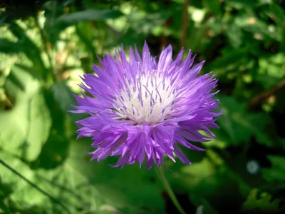 Василек садовый многолетний: посадка семенами и уход | 🚩Сорняков.НЕТ🚩 |  Дзен