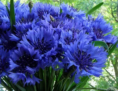 Садовые цветы с синими цветками - 66 фото