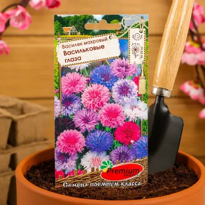 Васильки однолетние Цветущий сад МЦП Полевые цветы - купить по выгодным  ценам в интернет-магазине OZON (788066473)