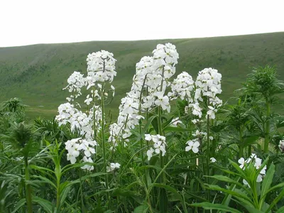 Вечерница Матроны, ночная фиалка, гесперис (Hesperis matronalis) - «Что это  у тебя распустилось в середине мая? Флоксы?! Иван-чай?! Нет, это ночная  фиалка-двулетка. Мощное неприхотливое растение с обильным цветением -  гесперис. » | отзывы