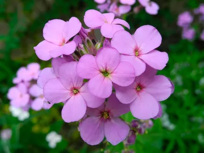 Вертикордия — Вечерница Матроны (Hesperis matronalis)