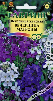 Семена Хесперис Вечерница Матроны Фиолетовая 3 г - купить с доставкой на  дом в СберМаркет