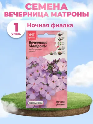 Вертикордия — Вечерница Матроны (Hesperis matronalis)