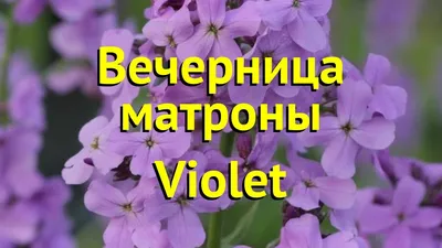 Хесперис Вечерница Матроны, Смесь, 0,3г от 25 руб. в Москве. Звоните!